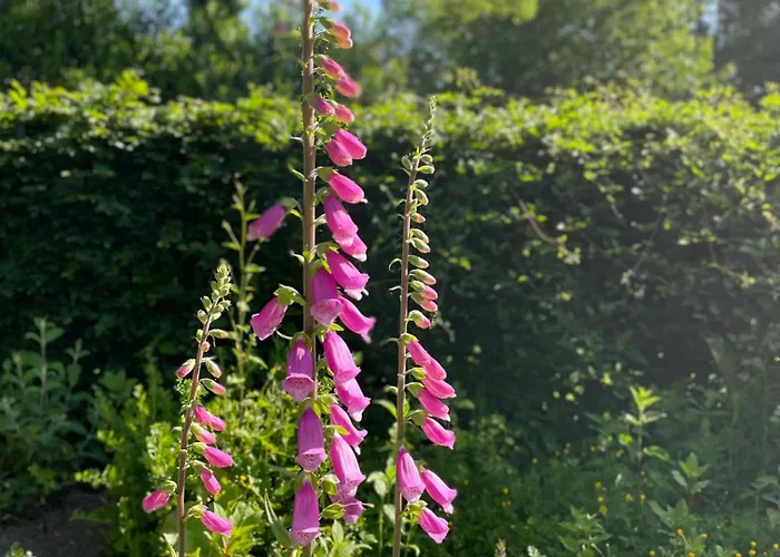 Appartement Rosa Hoevelaken