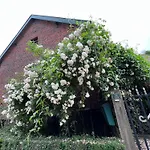 Rosa *