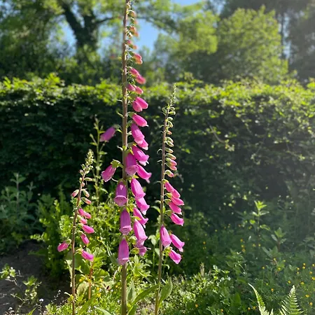Lejlighed Rosa Hoevelaken